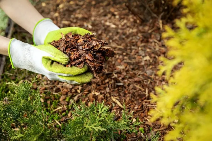 Excellent Mulching in Clovis, CA